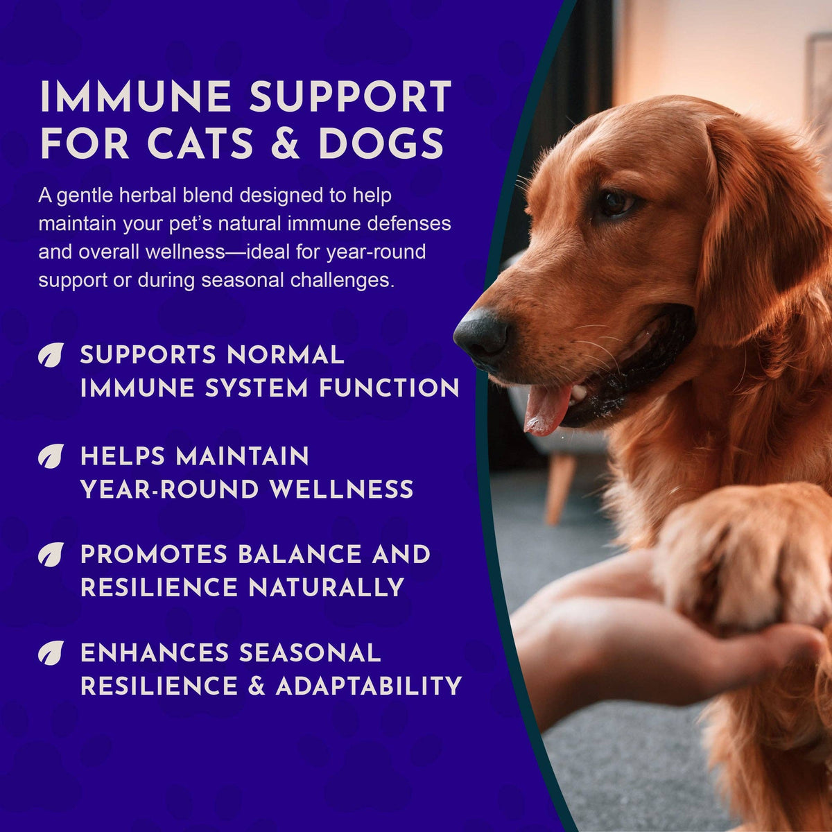 Super Immune Herbal Tonic Blend | Supports Healthy Immune System: 1oz